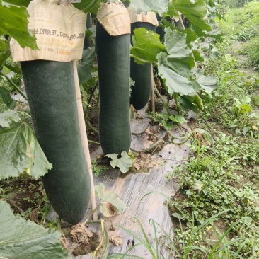 黑皮吊冬瓜，产地直发