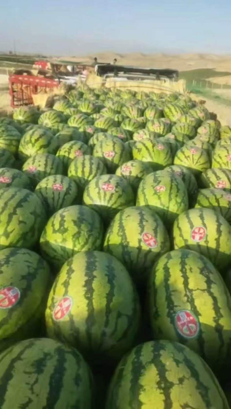 宁夏硒砂瓜产地一手货源，质量保证，全国发货需要的老板联系