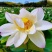 2026新莲江西广昌手工通芯白莲1.2规格足干