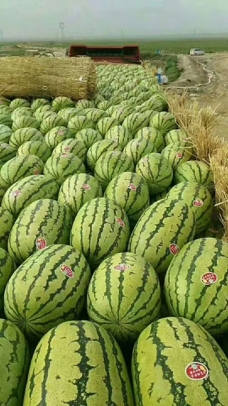 宁夏硒砂瓜产地一手货源，质量保证，全国发货需要的老板联系