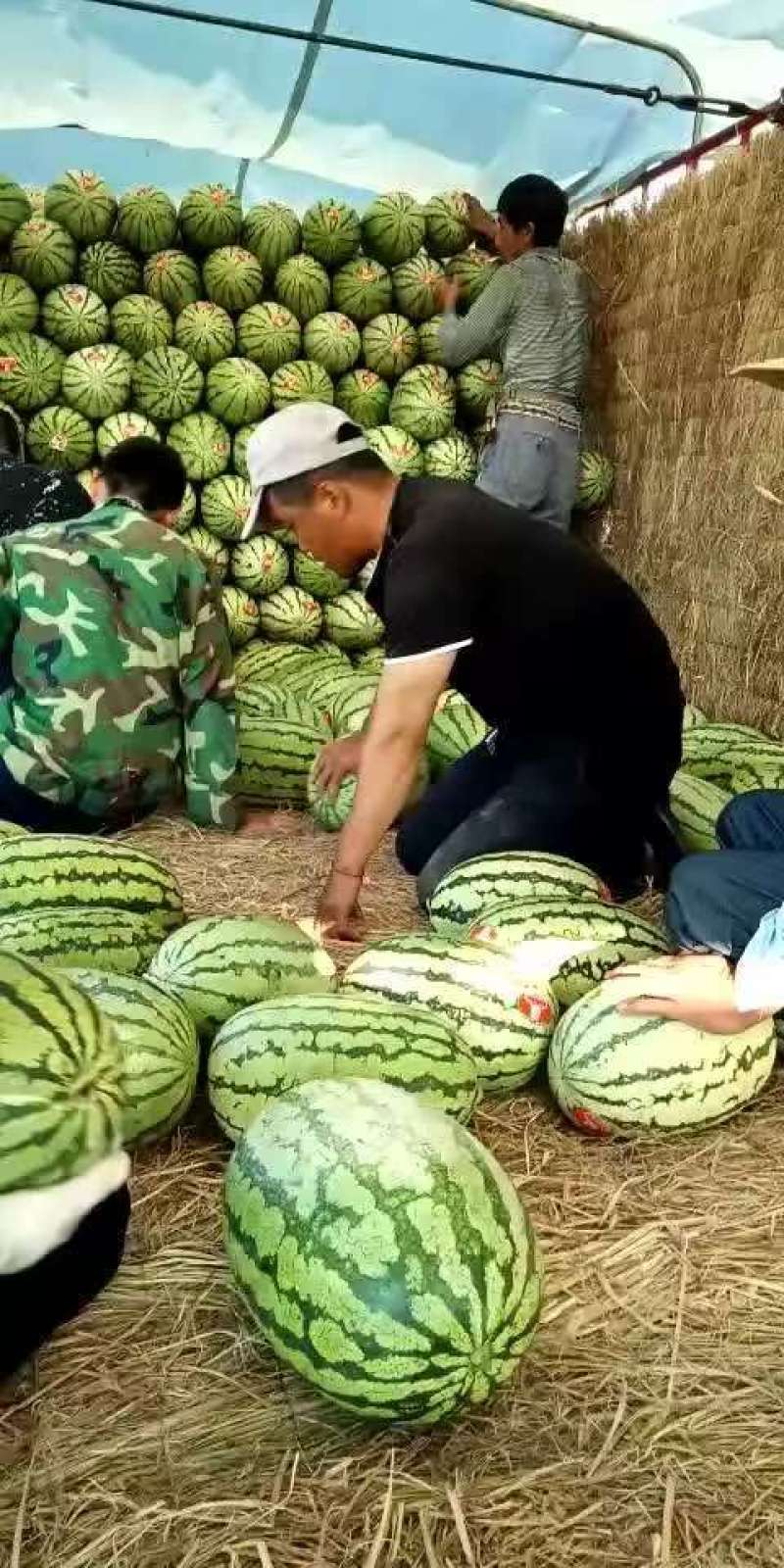 宁夏中卫硒砂瓜上市，需要的客商联系我，诚信代办代发