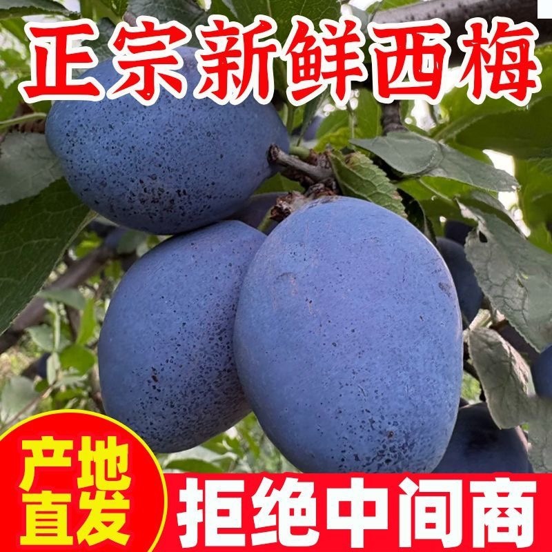 西梅，电商代发，产地仓直发，质量保障，日发3万单，