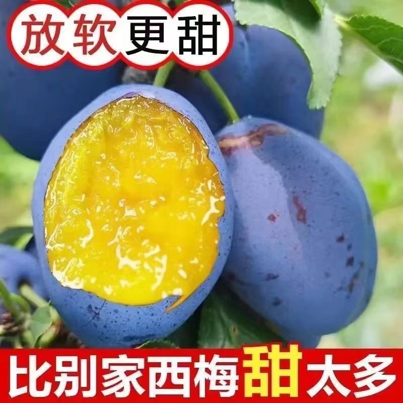 西梅，电商代发，产地仓直发，质量保障，日发3万单，
