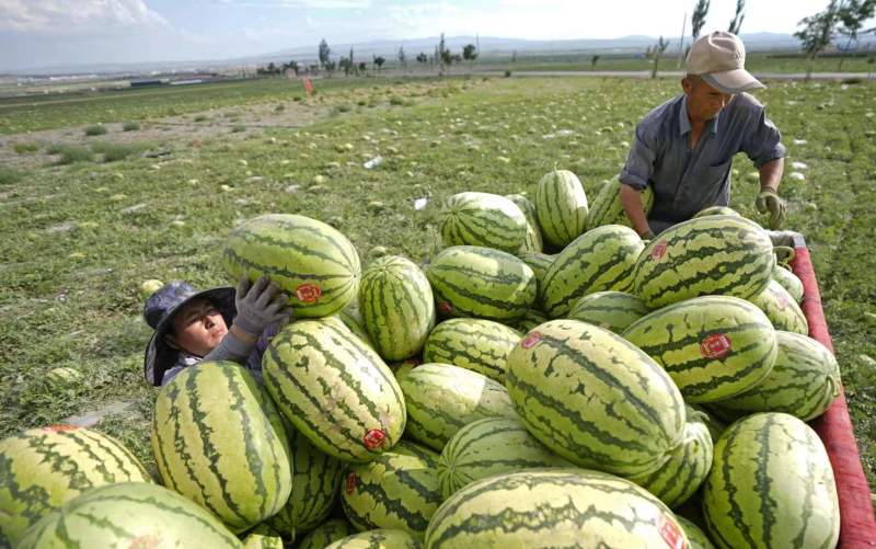 宁夏硒砂瓜产地一手货源，质量保证，全国发货需要的老板联系