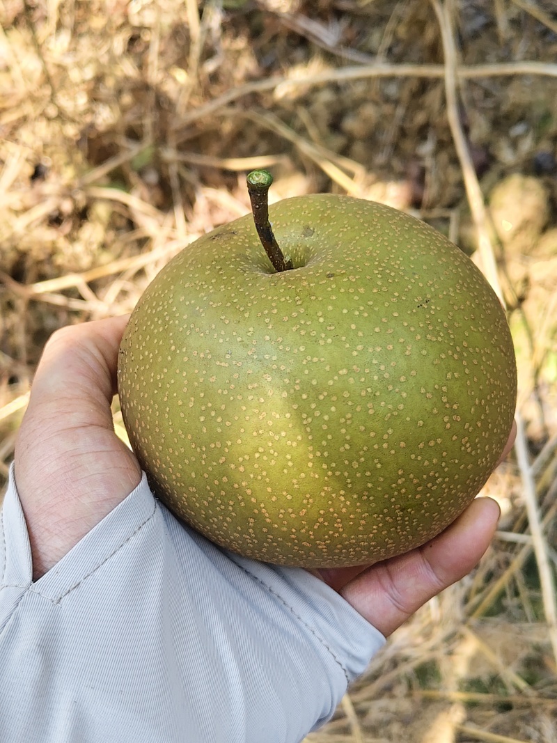 圆黄梨