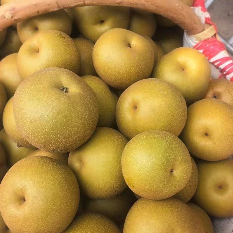 圆黄梨