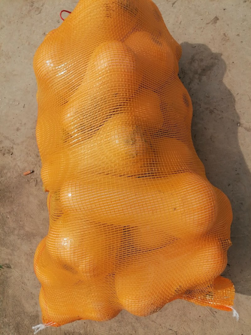 精品奶油南瓜大量供应口感好皮毛干净个头均匀货源充足需要的老板