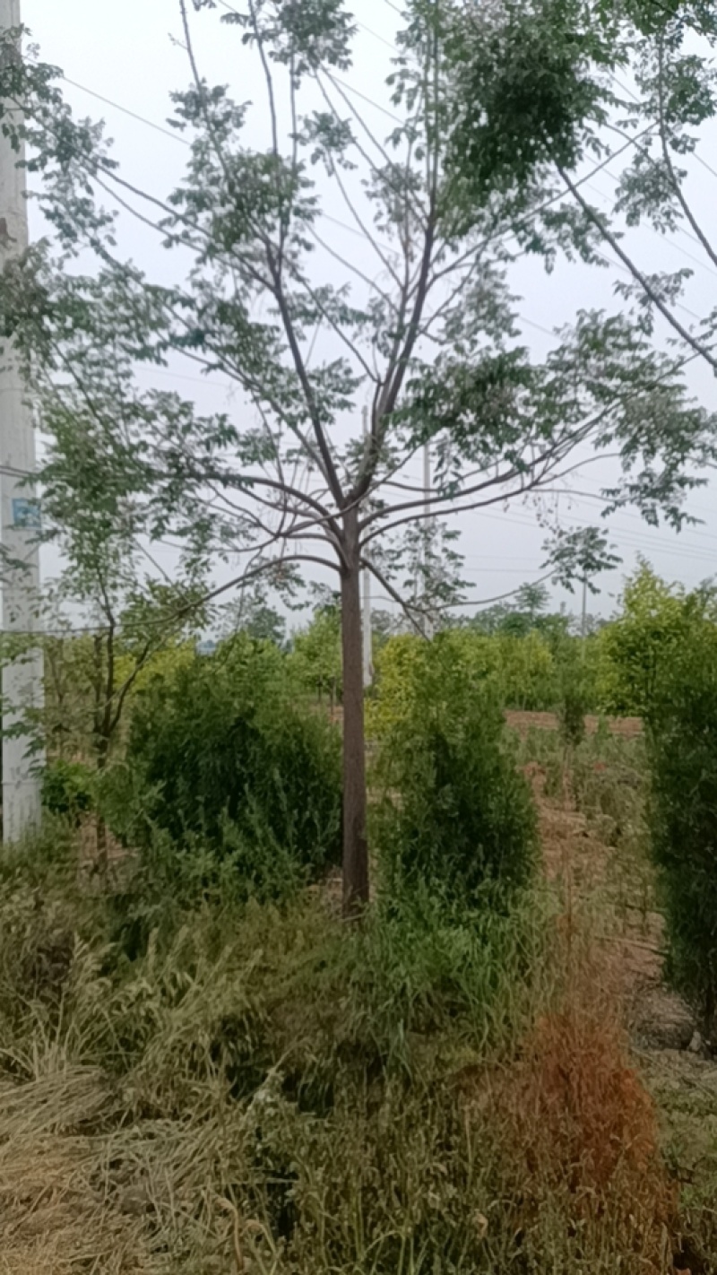 苦楝