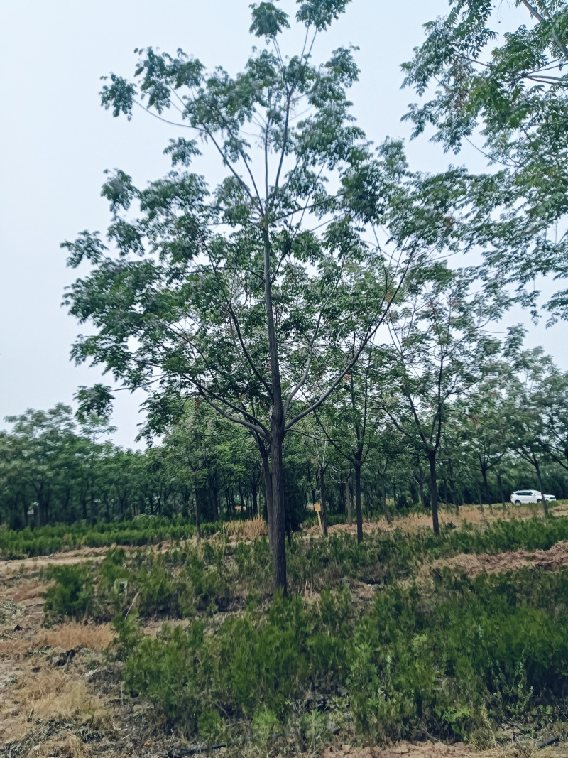 苦楝