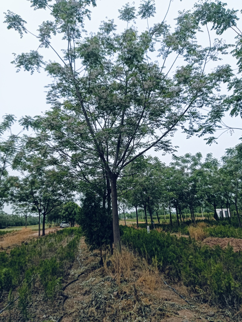 苦楝