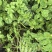 路水电三通，1500亩连片旱地可以种植经济作物转让