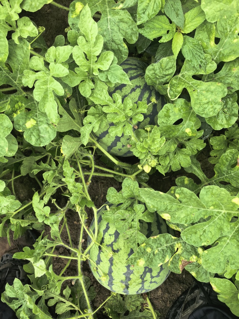 路水电三通，1500亩连片旱地可以种植经济作物转让