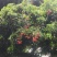 合江黛绿荔枝