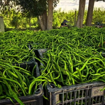 【精品】甘肃辣椒鸡肠椒线椒大量上市物美价廉欢迎来电