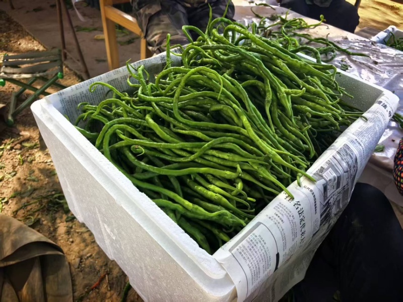 【精品】甘肃辣椒鸡肠椒线椒大量上市物美价廉欢迎来电