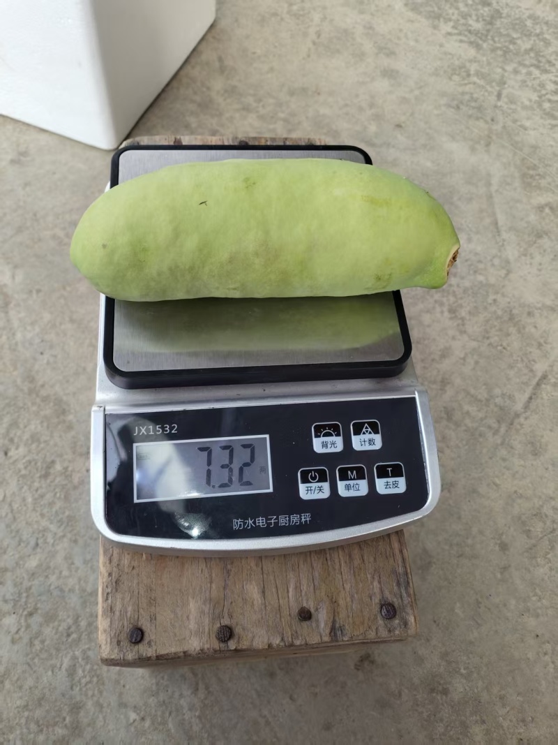云南高山月瓜，一手货源产地直发没有中间商赚差价