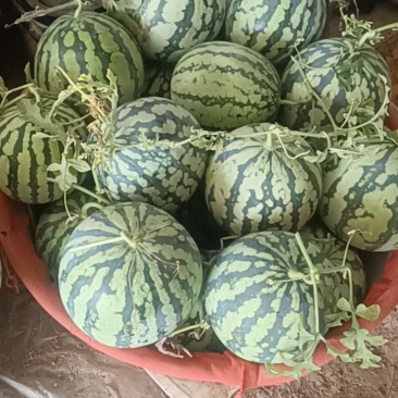 有籽美都西瓜