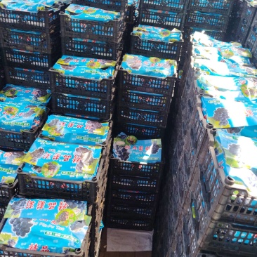 电商团购市场精品葡萄巨峰葡萄京亚葡萄沪太