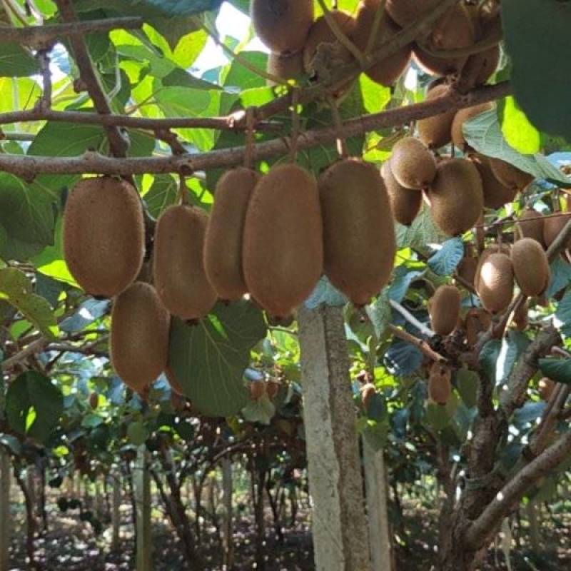今年新货