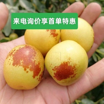 山东鲜枣鲜冬枣基地代办对接电商一件代发