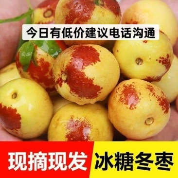 山东早熟冬枣产地供应商交易火爆速来抢购