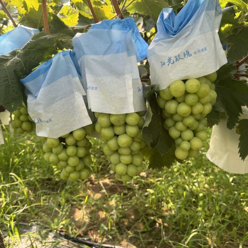 阳光玫瑰葡萄