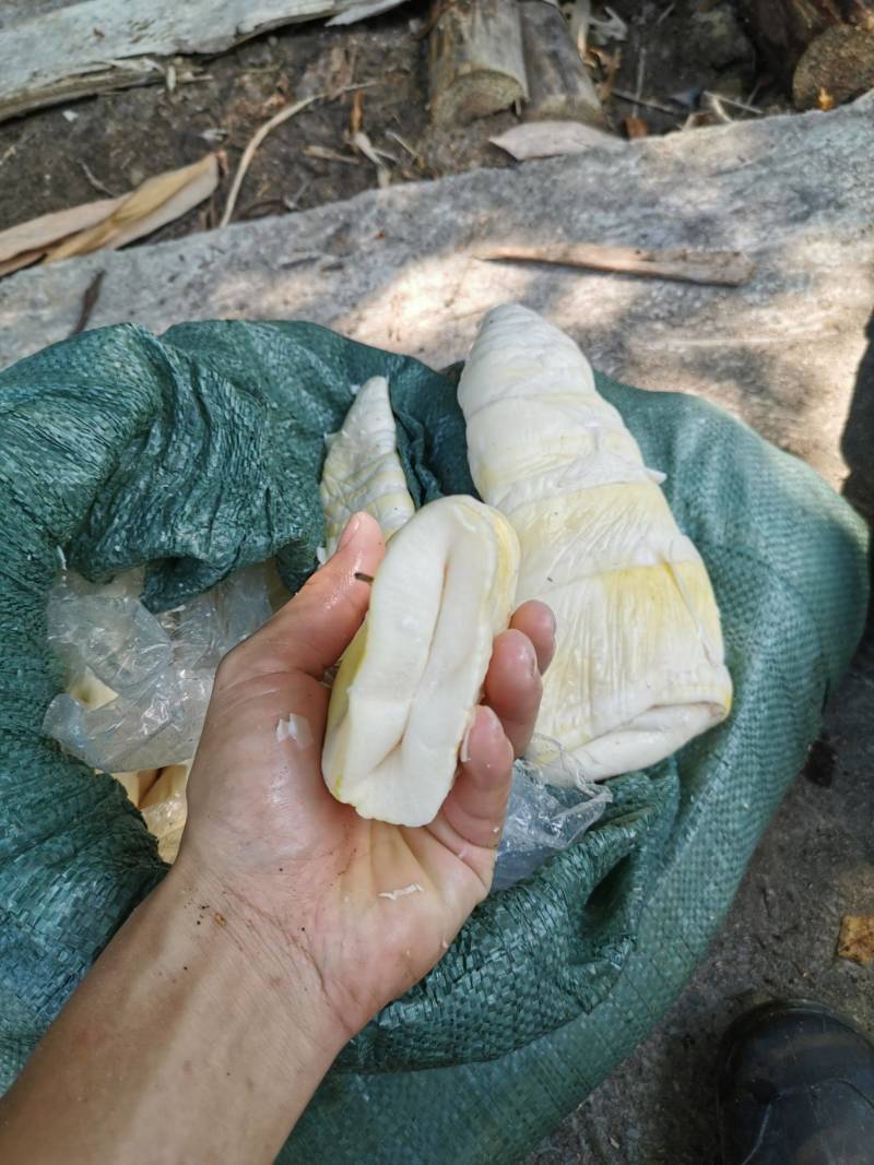 福建南靖麻竹笋尾，笋尖