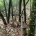 福建南靖麻竹笋尾，笋尖