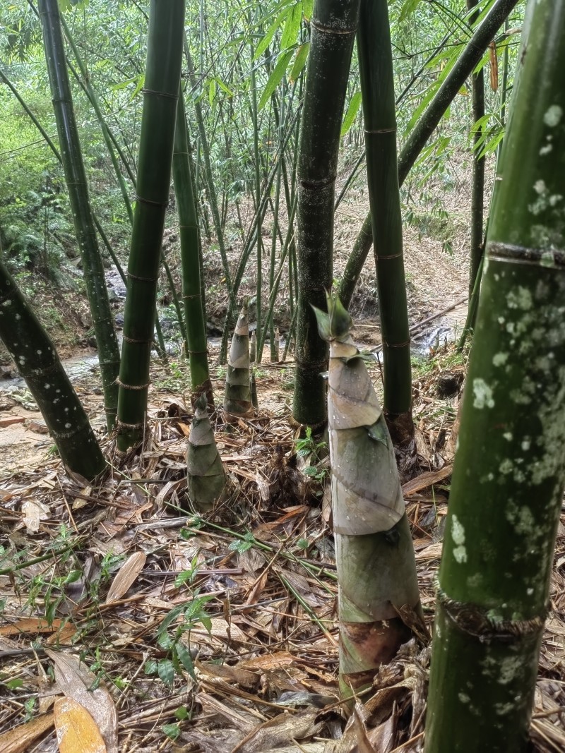 福建南靖麻竹笋尾，笋尖