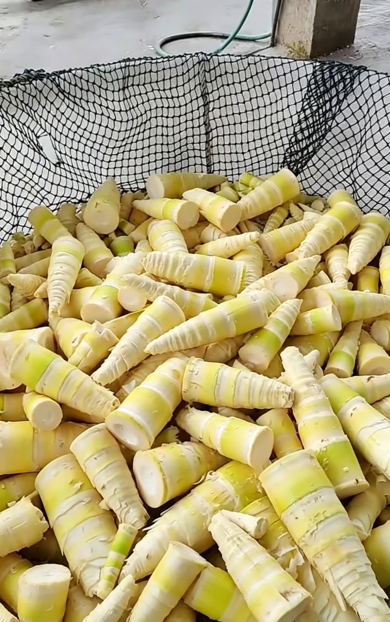福建南靖麻竹笋尾，笋尖