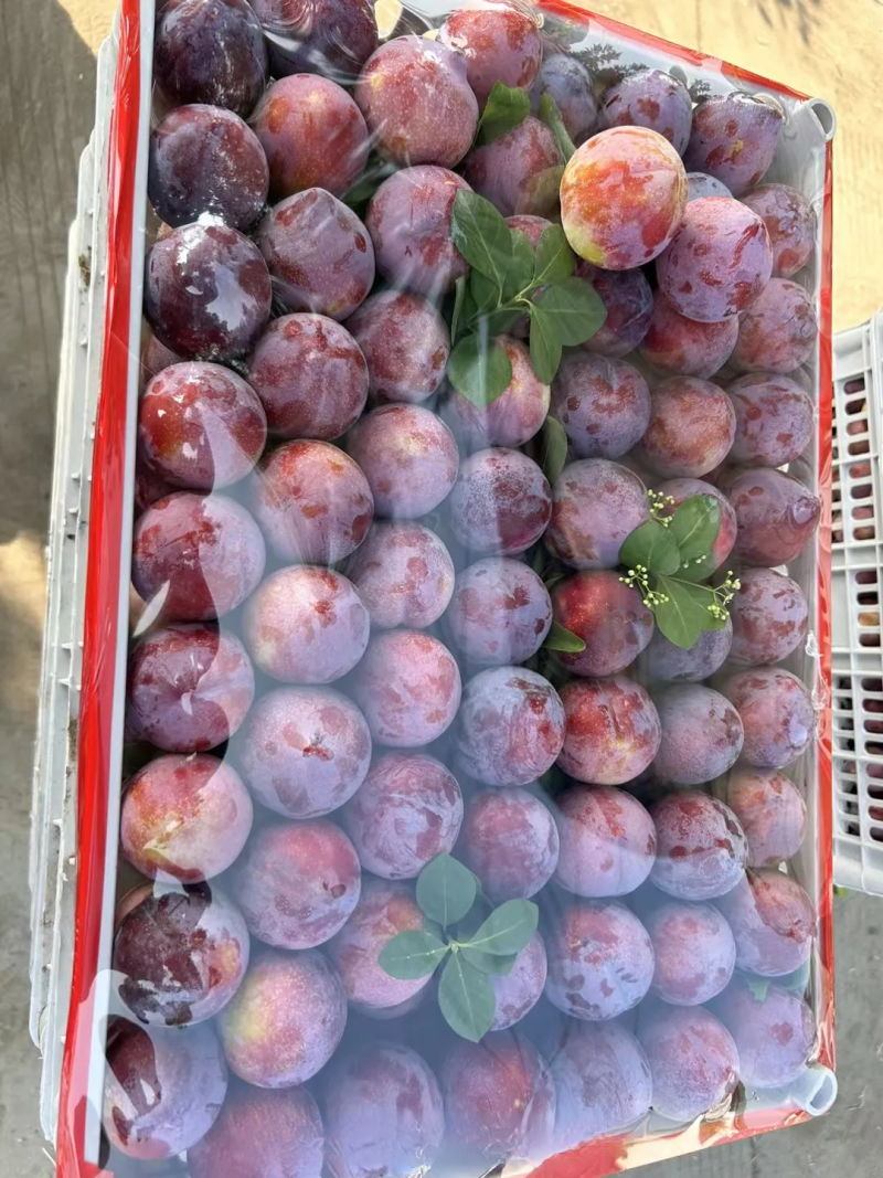 玫瑰香李子大量上市