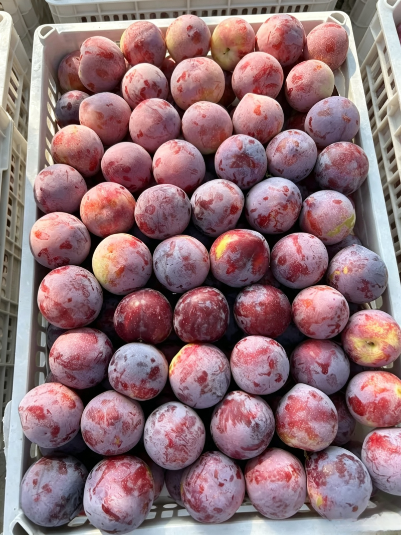 玫瑰香李子大量上市