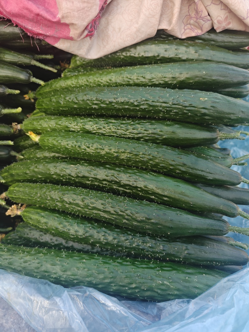 电商黄瓜