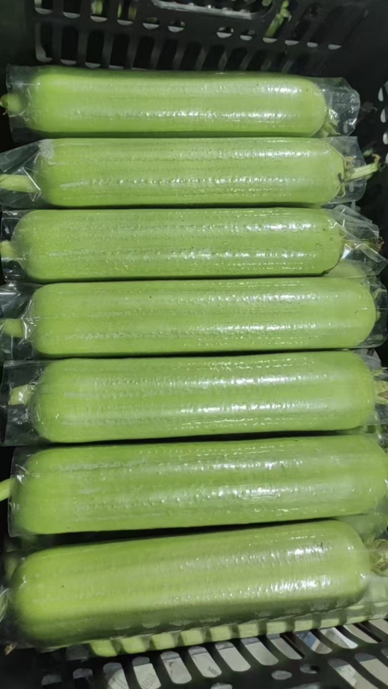 新苗辣椒2307罗线螺丝椒小邹皮薄皮海瓜红