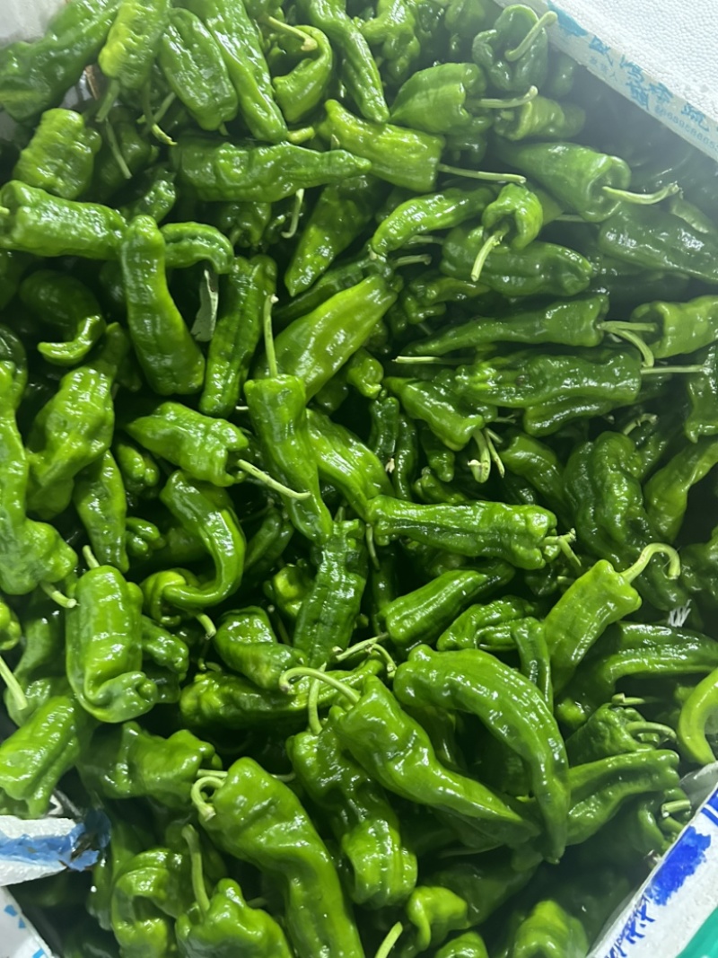 新苗辣椒2307罗线螺丝椒小邹皮薄皮海瓜红