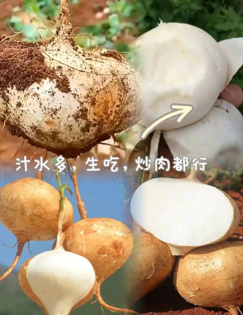 贵州地瓜木薯，凉薯市场全网一件代发供应链