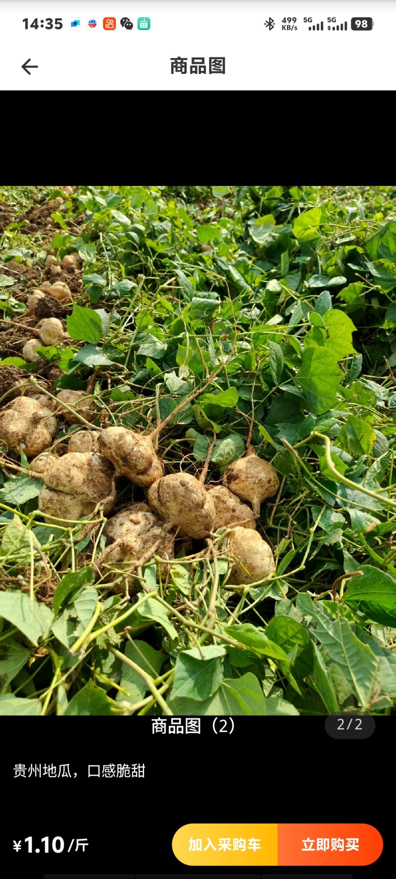 贵州地瓜木薯，凉薯市场全网一件代发供应链