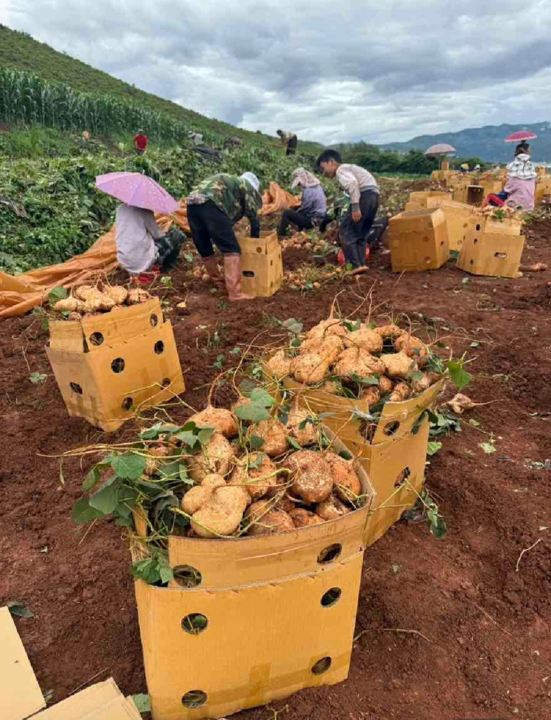贵州地瓜木薯，凉薯市场全网一件代发供应链