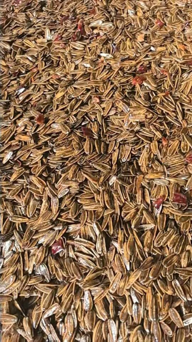 麻辣瓜子鲜香美味现做现发源头工厂直供批发量大优惠