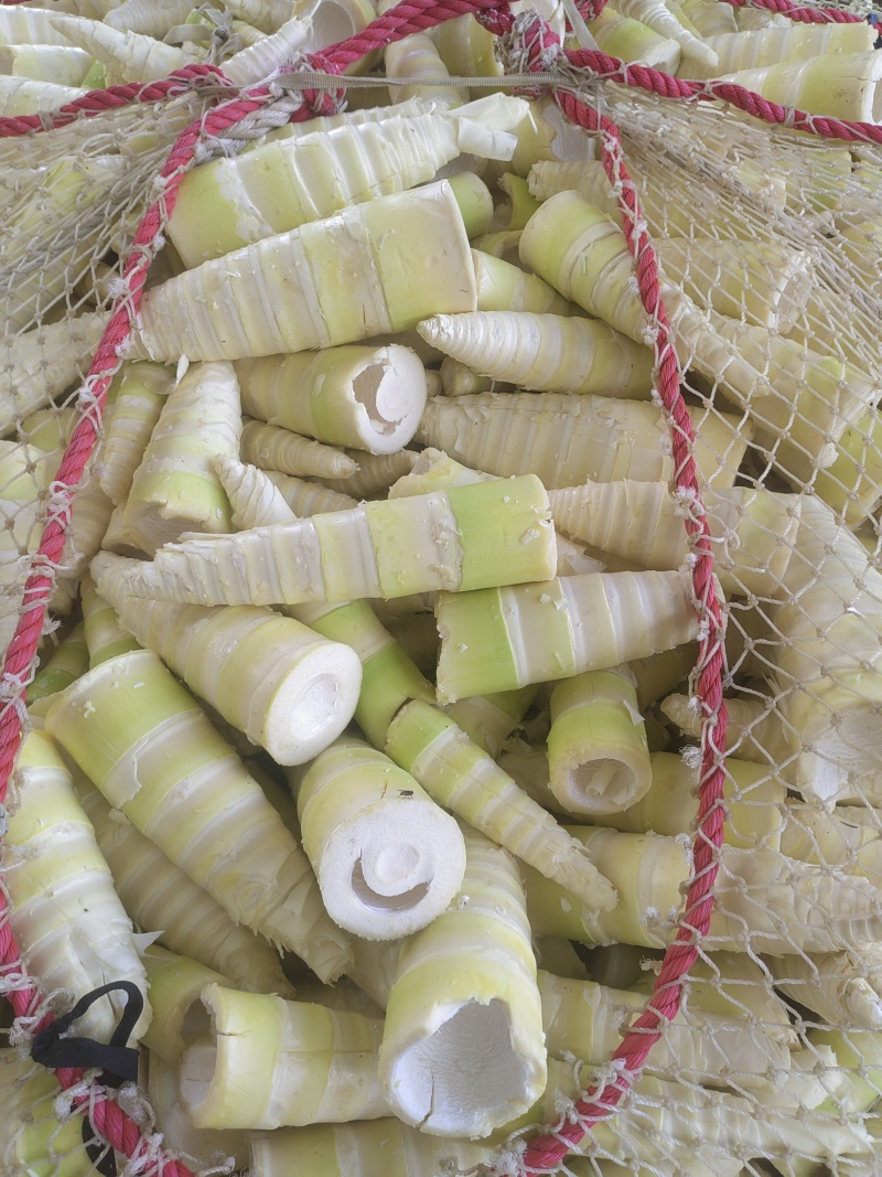 福建南靖麻竹笋尾，笋尖