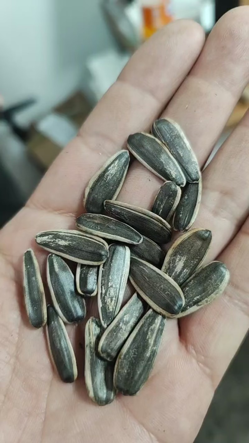 原味熟瓜子瓜子电商用货现炒现发源头厂家直销