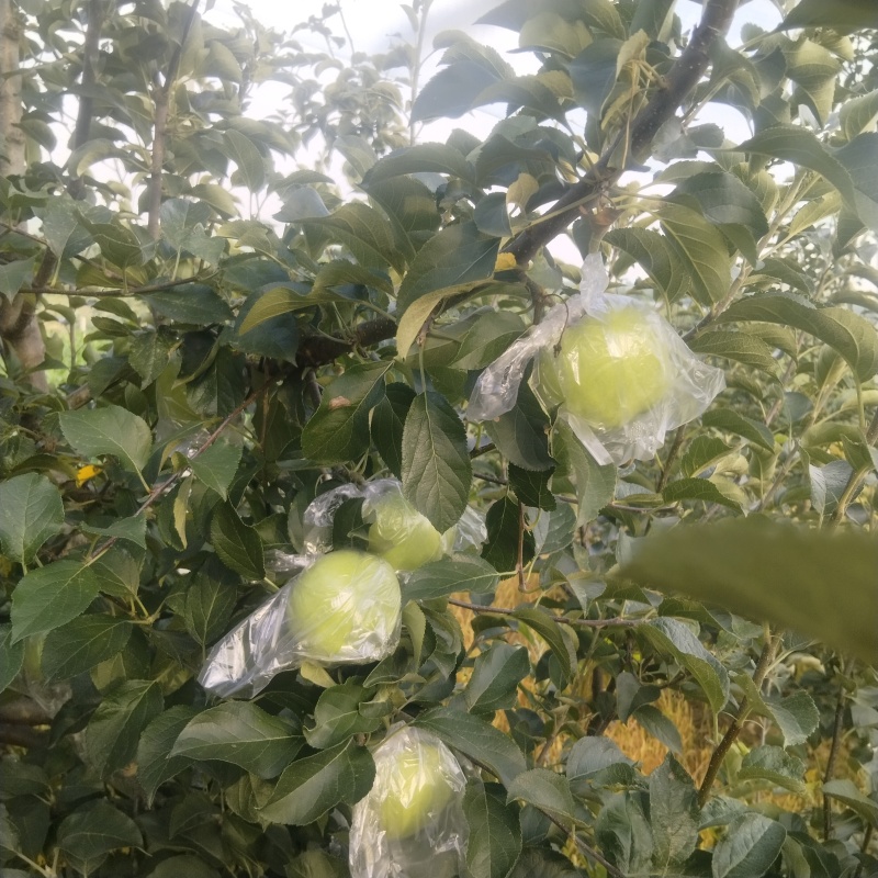 青森明月，糖分高.耐储存，耐运输，是馈赠礼品**