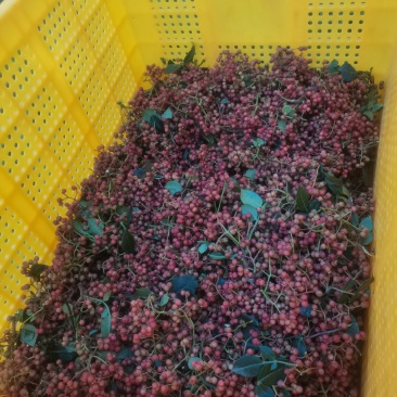 新鲜花椒