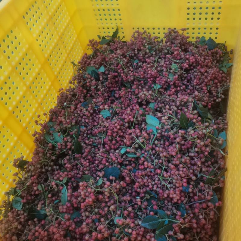 新鲜花椒