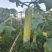 白玉丝瓜