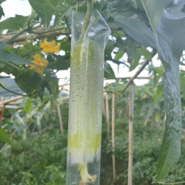 白玉丝瓜