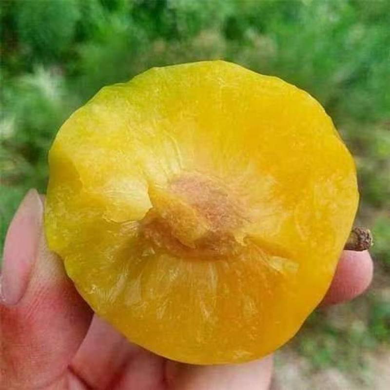 黄金李脆甜多汁肉质细腻一手货源产地直供对商超视频看货