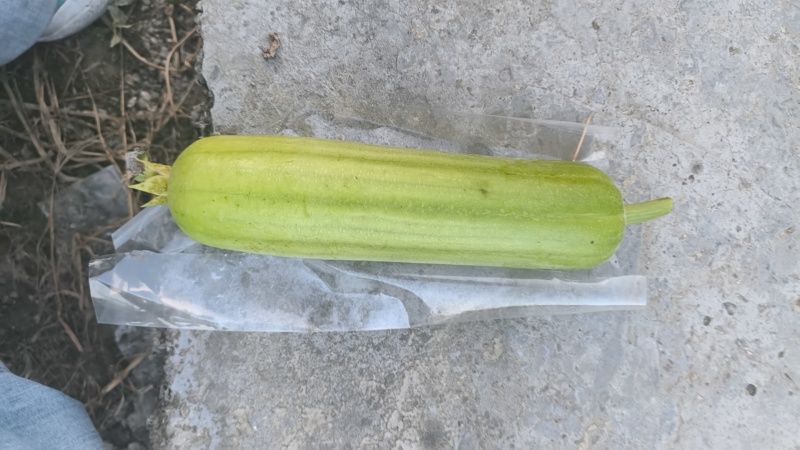 白玉丝瓜