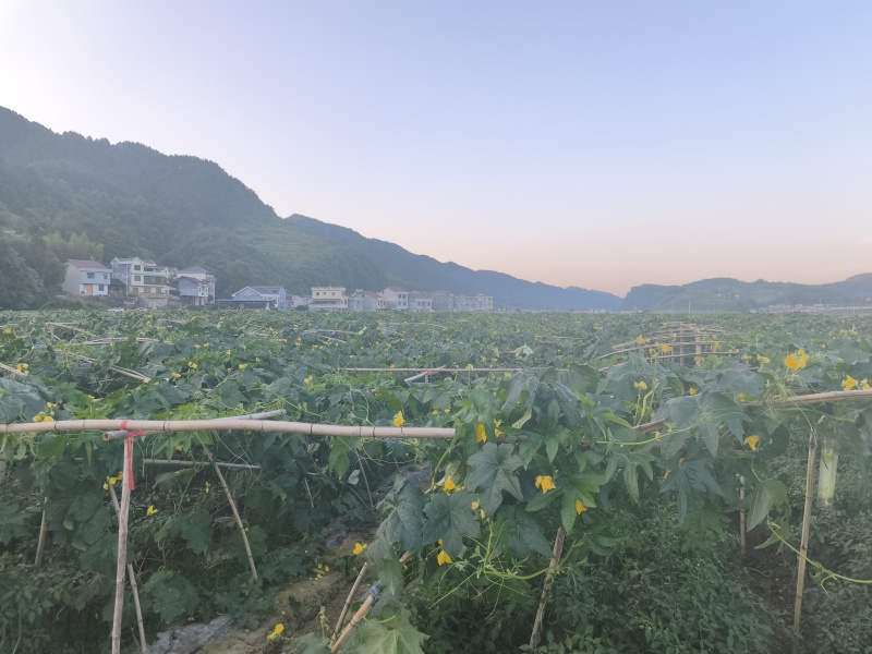 白玉丝瓜