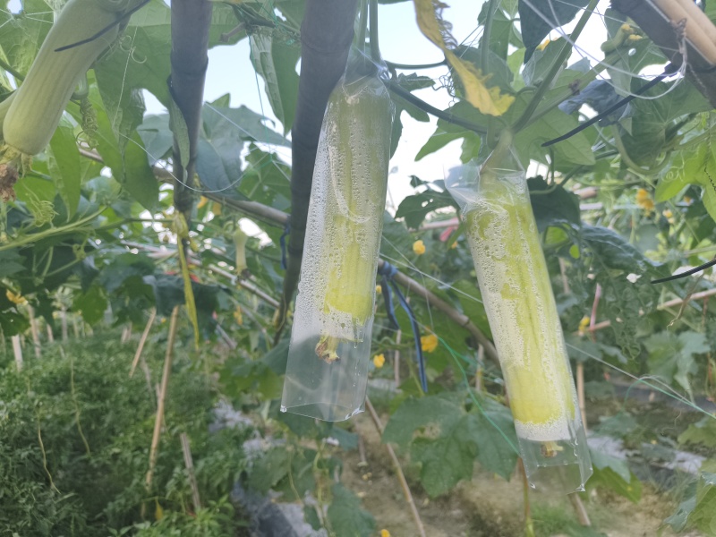 白玉丝瓜